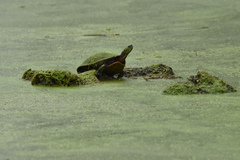 Chrysemys picta marginata