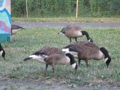 Branta canadensis