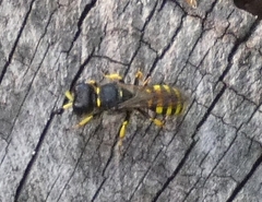 Ectemnius cephalotes