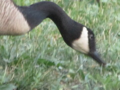 Branta canadensis