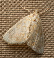 Glaphyria glaphyralis