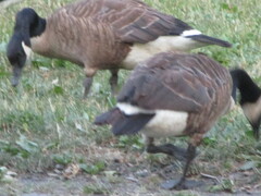 Branta canadensis