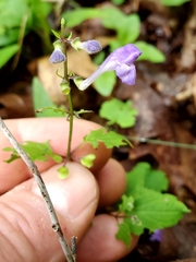 Scutellaria saxatilis