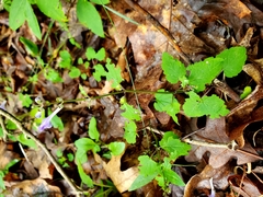Scutellaria saxatilis