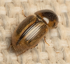 Labarrus cincticulus