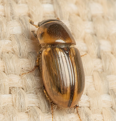 Labarrus cincticulus