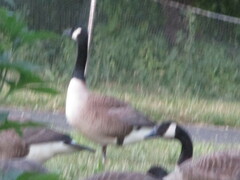 Branta canadensis