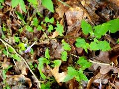 Scutellaria saxatilis