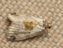 Maliattha synochitis