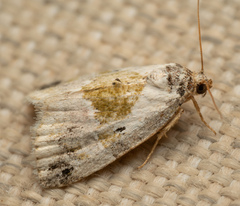 Maliattha synochitis