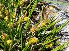 Carex flava