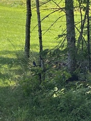 Junco hyemalis image