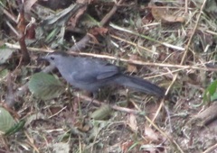 Dumetella carolinensis