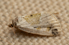 Maliattha synochitis