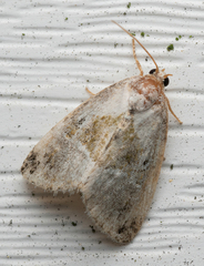 Maliattha synochitis