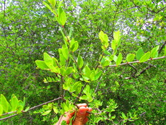 Forestiera durangensis