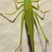 Sickle-bearing Bushcrickets - Photo (c) faluke, some rights reserved (CC BY-NC), uploaded by faluke