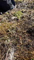 Alopecurus magellanicus