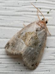 Maliattha synochitis