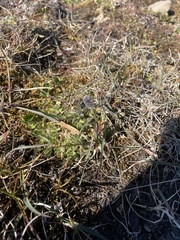 Alopecurus magellanicus