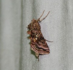 Autographa mappa