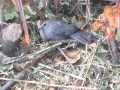 Dumetella carolinensis