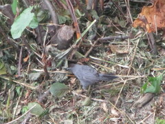 Dumetella carolinensis