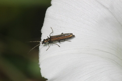 Oedemera nobilis