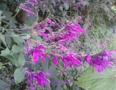 Salvia purpurea
