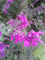 Salvia purpurea