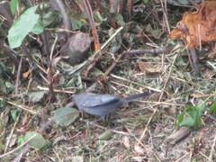 Dumetella carolinensis