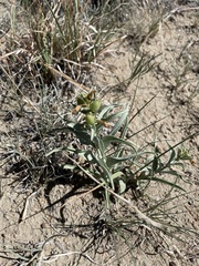 Penstemon angustifolius