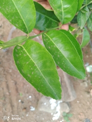 Citrus × limon