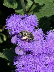 Melissodes denticulatus