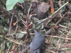 Dumetella carolinensis