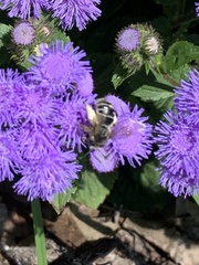 Melissodes denticulatus