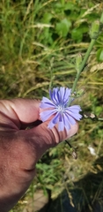 Cichorium intybus