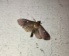 Herpetogramma sphingealis