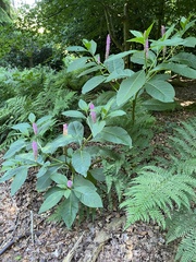 Phytolacca polyandra
