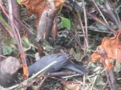 Dumetella carolinensis