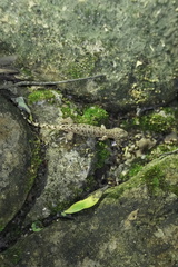 Hemiphyllodactylus hongkongensis