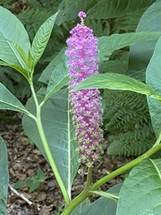 Phytolacca polyandra