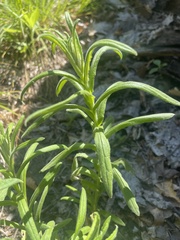 Pseudognaphalium macounii