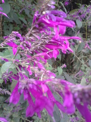 Salvia purpurea