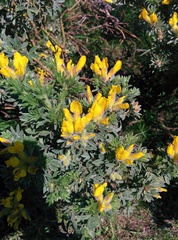 Chamaecytisus austriacus