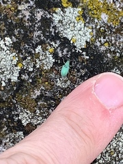 Phyllobius virideaeris