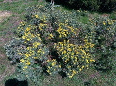 Chamaecytisus austriacus