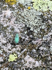 Phyllobius virideaeris