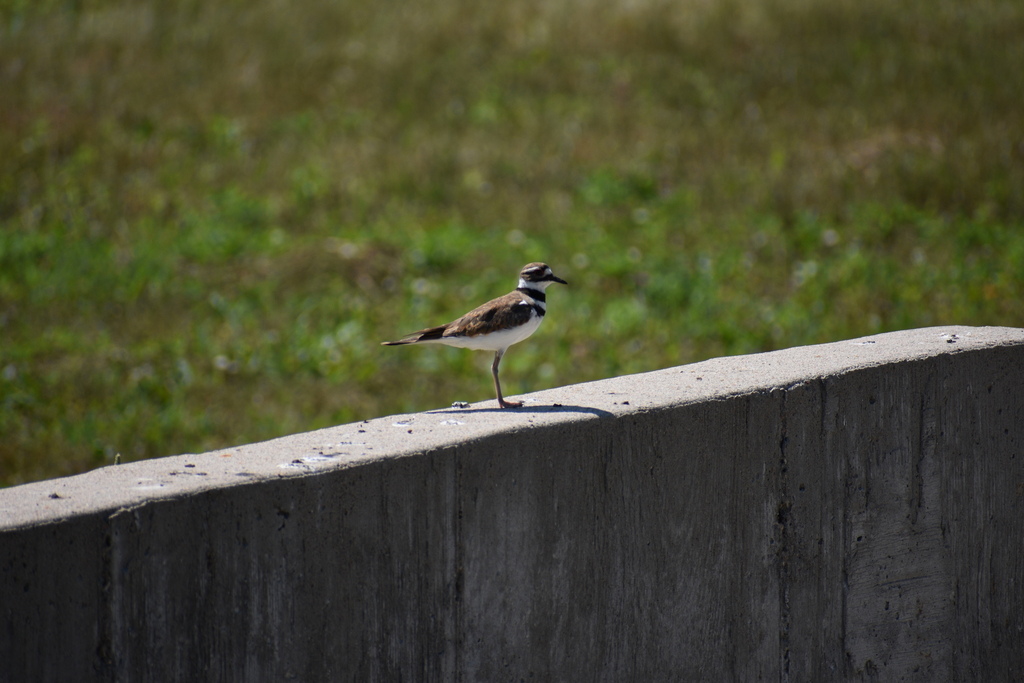 Killdeer from Marathon County, WI, USA on July 9, 2022 at 1006 AM by