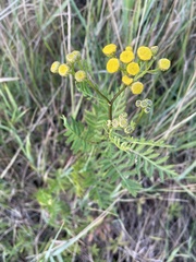 Rhopalomyia tanaceticola